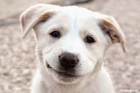 Uno scatto inaspettato e anche gli animali sorridono