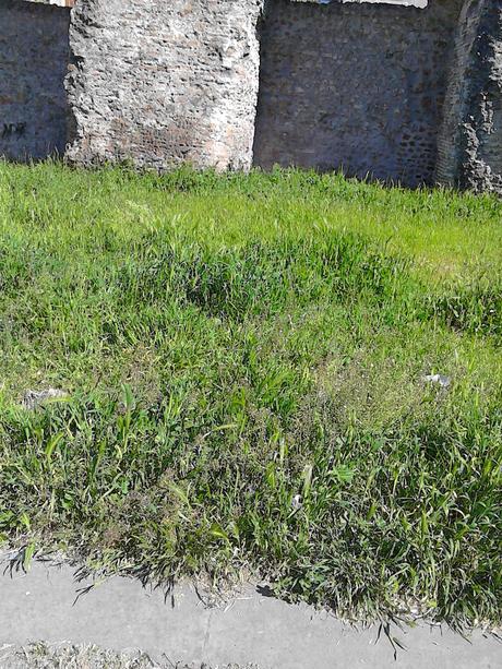 Domenica di relax al Parco Sangalli e all'Acquedotto Alessandrino? 12 foto disgustose di un'area che potrebbe essere un'oasi ma che è tenuta come una discarica