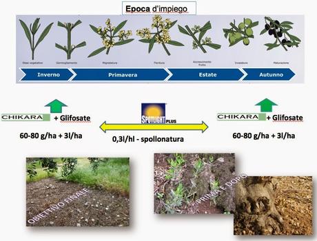 La Xylella desta preoccupazione anche nel Brindisino, dopo che alcune piante dell’agro di Oria hanno mostrato i segni evidenti della malatia che colpisce gli ulivi. Da un esperto del settore riceviamo e pubblichiamo.