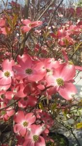 Cornus Florida. Non è un fiore bellissimo?