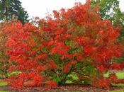 Incantesimi protezione Abracadabra