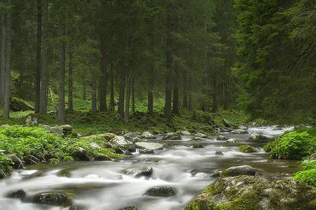 In the forest by Neuro74, on Flickr In the forest by Neuro74, on Flickr