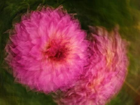 Dahlia Dreams by britta heise, on Flickr Dahlia Dreams by britta heise, on Flickr