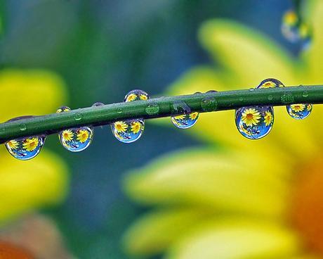 petal-people planets by Steve took it, on Flickr petal-people planets by Steve took it, on Flickr