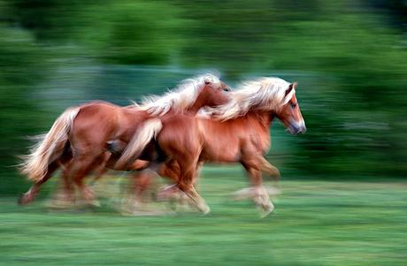 . running horses N° 2 by www.carloscherer.eu, on Flickr