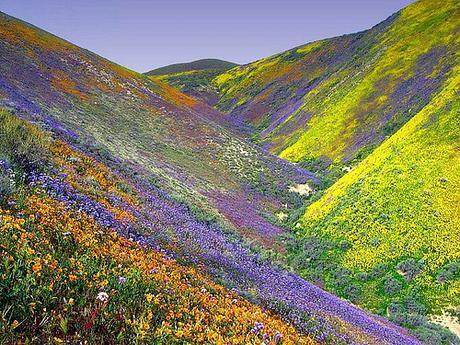 Flowery Hills by subsider34, on Flickr Flowery Hills by subsider34, on Flickr