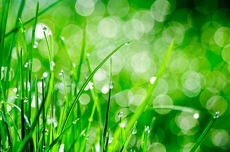 Water drops on grass by Sergiu Bacioiu, on Flickr