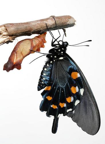 Freshly emerged Pipevine Swallowtail by cotinis, on Flickr