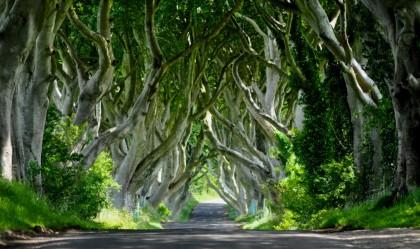 L'incantevole Dark Hedges in una immagine di Ireland-Guide.com