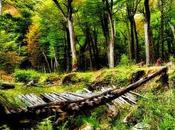 templates WordPress blog dedicati alla natura parte).