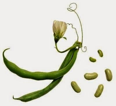 Tutto il buono dei fagiolini