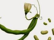 Tutto buono fagiolini