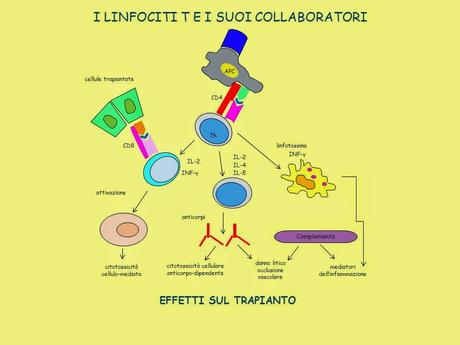 IL-2 e farmaci anticorpali efficaci contro il melanoma adesso nei topi