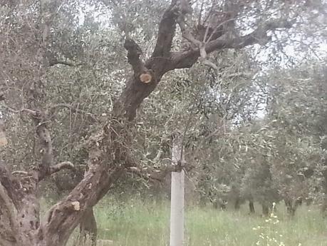 Osservazioni sulla SP125 dallo svincolo con SS101 sino alla SP362 sino alla prossimità del Centro Urbano di San Cesario di Lecce del 27 aprile 2015