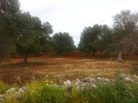 Osservazioni sulla SP125 dallo svincolo con SS101 sino alla SP362 sino alla prossimità del Centro Urbano di San Cesario di Lecce del 27 aprile 2015