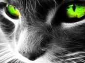 Because cats always stylish