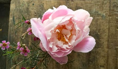 Peonie mon amour