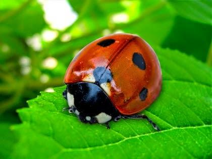 Coccinelle: le Piante per attirarle in Giardino e sul Balcone