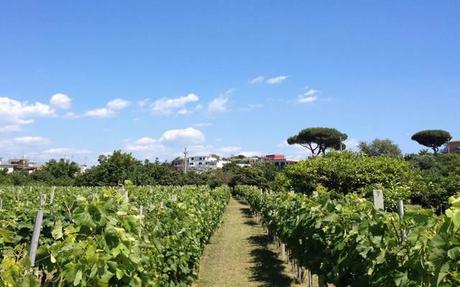 Passeggiando tra le Lucciole con vino D.O.P e prodotti tipici