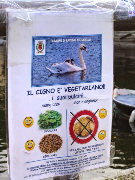 I CIGNI NON MANGIANO PANE