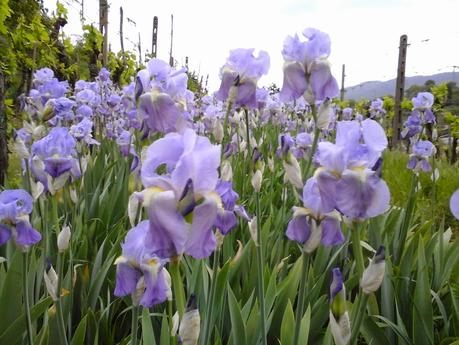 E' TEMPO DI FIORITURA DEI FIORI DI GIAGGIOLO