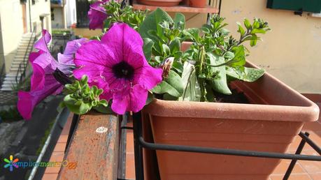 L'orto sul balcone