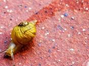 piccola lumachina neonata....Small Snail