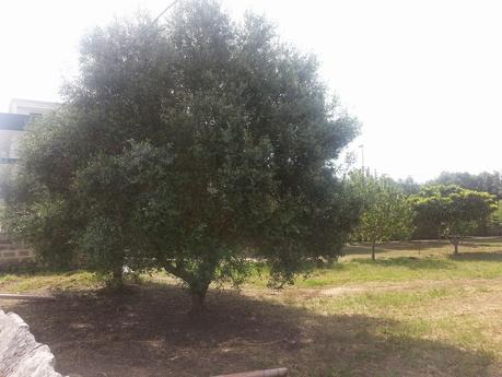 Osservazioni su SP10 e SP362 San Cesario di Lecce del 1 maggio 2015