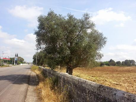 Osservazioni su SP10 e SP362 San Cesario di Lecce del 1 maggio 2015