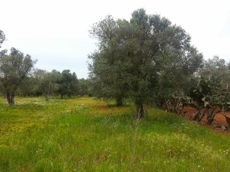 Osservazioni negli agri dei Comuni di San Cesario di Lecce, San Donato di Lecce e Lequile del 2 maggio 2015