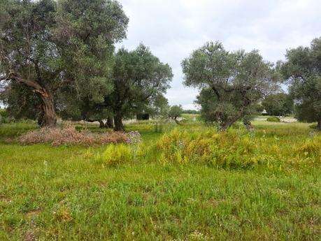 Osservazioni negli agri dei Comuni di San Cesario di Lecce, San Donato di Lecce e Lequile del 2 maggio 2015