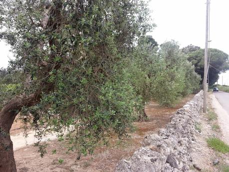 Osservazioni negli agri dei Comuni di San Cesario di Lecce, San Donato di Lecce e Lequile del 2 maggio 2015