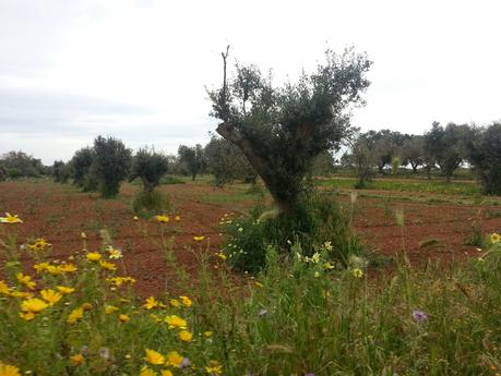 Osservazioni negli agri dei Comuni di San Cesario di Lecce, San Donato di Lecce e Lequile del 2 maggio 2015