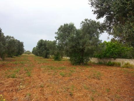 Osservazioni negli agri dei Comuni di San Cesario di Lecce, San Donato di Lecce e Lequile del 2 maggio 2015