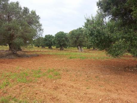 Osservazioni negli agri dei Comuni di San Cesario di Lecce, San Donato di Lecce e Lequile del 2 maggio 2015