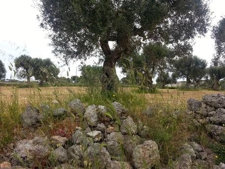 Osservazioni negli agri dei Comuni di San Cesario di Lecce, San Donato di Lecce e Lequile del 2 maggio 2015