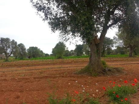 Osservazioni negli agri dei Comuni di San Cesario di Lecce, San Donato di Lecce e Lequile del 2 maggio 2015