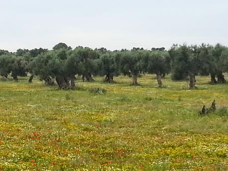 Osservazioni negli agri dei Comuni di San Cesario di Lecce, San Donato di Lecce e Lequile del 2 maggio 2015