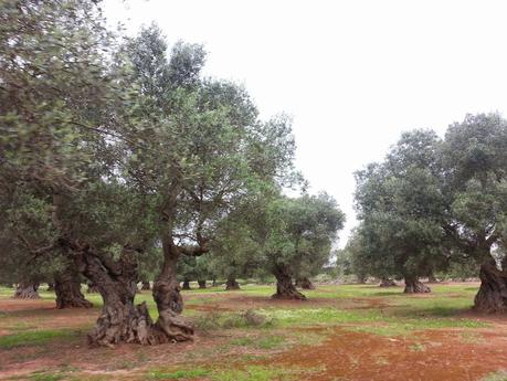 Osservazioni negli agri dei Comuni di San Cesario di Lecce, San Donato di Lecce e Lequile del 2 maggio 2015