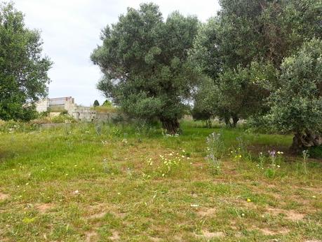 Osservazioni negli agri dei Comuni di San Cesario di Lecce, San Donato di Lecce e Lequile del 2 maggio 2015