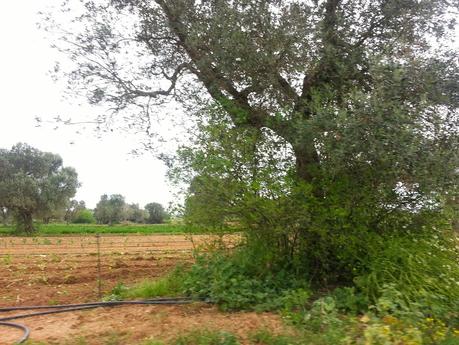 Osservazioni negli agri dei Comuni di San Cesario di Lecce, San Donato di Lecce e Lequile del 2 maggio 2015