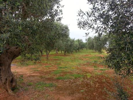 Osservazioni negli agri dei Comuni di San Cesario di Lecce, San Donato di Lecce e Lequile del 2 maggio 2015