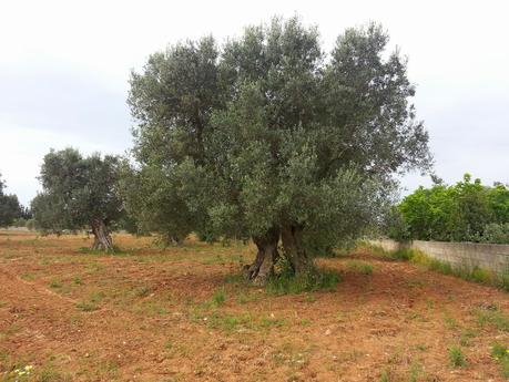 Osservazioni negli agri dei Comuni di San Cesario di Lecce, San Donato di Lecce e Lequile del 2 maggio 2015