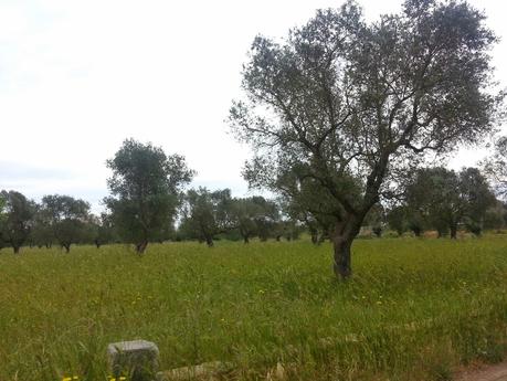 Osservazioni negli agri dei Comuni di San Cesario di Lecce, San Donato di Lecce e Lequile del 2 maggio 2015