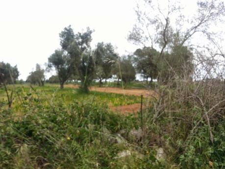Osservazioni negli agri dei Comuni di San Cesario di Lecce, San Donato di Lecce e Lequile del 2 maggio 2015