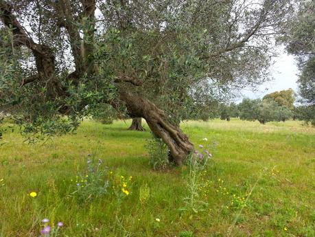 Osservazioni negli agri dei Comuni di San Cesario di Lecce, San Donato di Lecce e Lequile del 2 maggio 2015