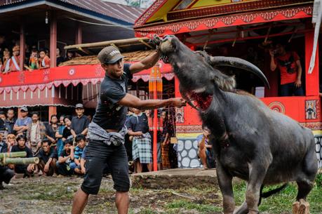 sacrificio-bufalo-toraja