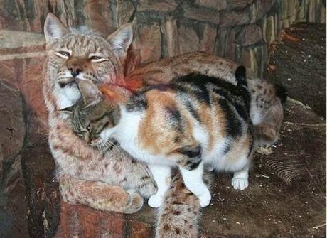 Gatto rubacchia nello Zoo e diventa amico di una lince