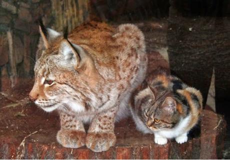 Gatto rubacchia nello Zoo e diventa amico di una lince