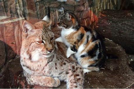 Gatto rubacchia nello Zoo e diventa amico di una lince